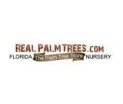 Real Palm Trees-CouponWorldz.com